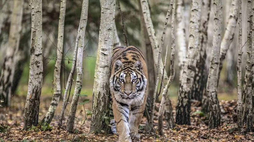 Тигр вышел к домам в приморском селе и напал на собаку