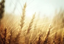 ВИР и Елена Хлесткина представили инновационный сорт пшеницы от центра им. Лукьяненко vir i elena hlestkina predstavili innovaczionnyj sort psheniczy ot czentra im lukyanenko-ekaterinburgu-ru-0