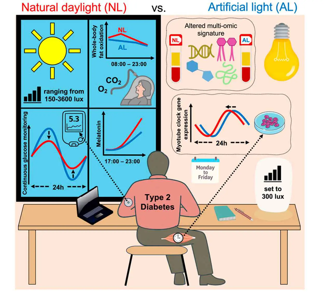 Циркадные ритмы, дневной свет и уровень сахара в крови при диабете второго типа-0