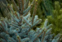 denis hmelevskoj razyasnil pravila zagotovki elovyh vetok soglasno koap rf-ekaterinburgu-ru-0