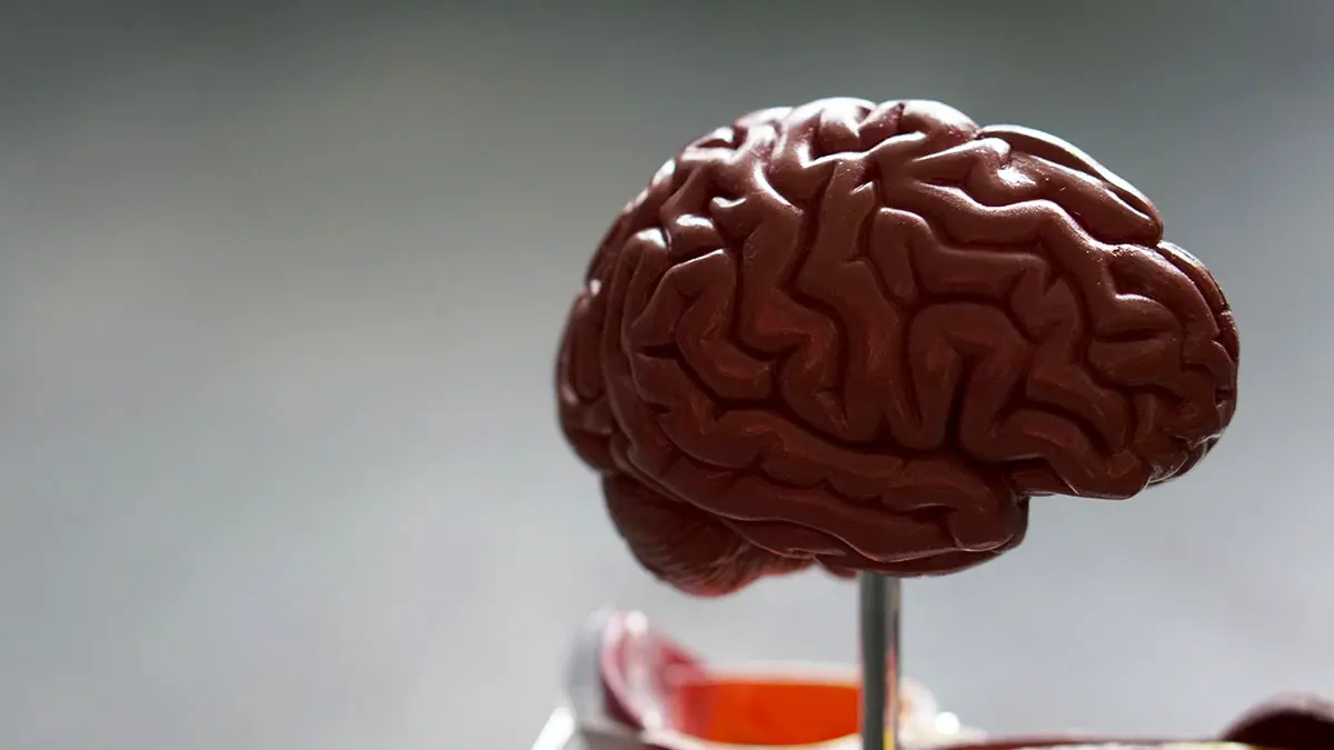 Какая еда полезна для мозга