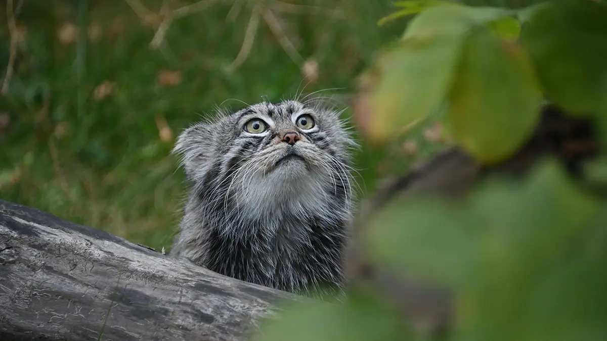Слово «зажировка» официально внесли в состав русского языка благодаря манулу Тимофею