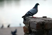 МГУ исследует городских голубей и риски дрожжевых инфекций mgu issleduet gorodskih golubej i riski drozhzhevyh infekczij-ekaterinburgu-ru-0