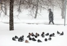 petr biryukov i gidrometczentr rossii soobshhili o podgotovke moskovskogo regiona k prazdnikam-ekaterinburgu-ru-0