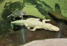 umer klod legendarnyj alligatoralbinos iz sanfranczisko-ekaterinburgu-ru-0