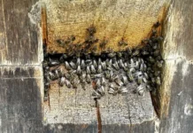 В Приморье раскрывают генетические тайны клеща варроа для спасения медоносных пчёл v primore raskryvayut geneticheskie tajny kleshha varroa dlya spaseniya medonosnyh pchyol-ekaterinburgu-ru-0