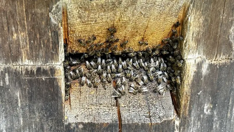 Фото: primamedia.ru