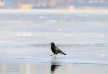 Во Владивостоке и Приморье ожидается заметное потепление к выходным vo vladivostoke i primore ozhidaetsya zametnoe poteplenie k vyhodnym-ekaterinburgu-ru-0