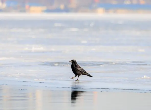 Фото: primamedia.ru