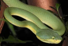 16letnyaya devochka iz pushkino postradala ot zmei na yaroslavskom shosse-ekaterinburgu-ru-0