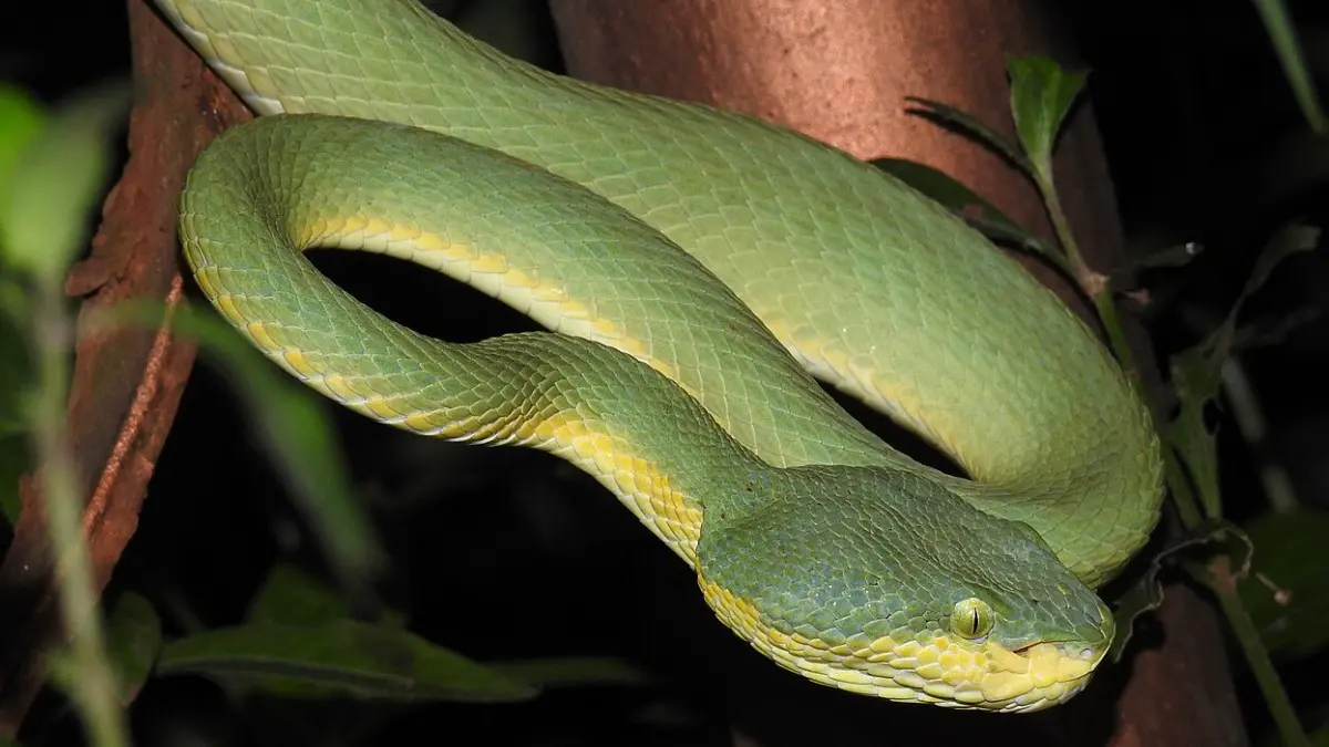 Ядовитая змея укусила 16-летнюю девочку в Москве