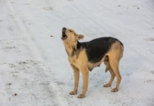 Анжелика Грищенко о борьбе Приморья с чумой собак и дефицитом вакцин anzhelika grishhenko o borbe primorya s chumoj sobak i deficzitom vakczin-ekaterinburgu-ru-0