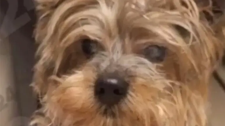 Пес Себастьян стал первым долгожителем среди йоркширских терьеров в Москве