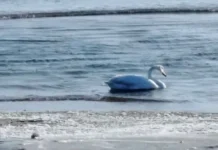 Лебедь-кликун выбрал зимовку в поселке Тимофеевка Ольгинского района lebedklikun vybral zimovku v poselke timofeevka olginskogo rajona-ekaterinburgu-ru-0