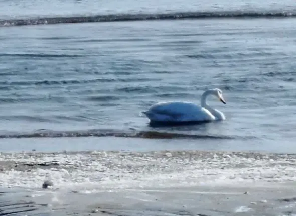 Лебедь на озере ИА PrimaMedia