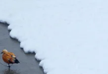 Метеоновости сообщают о завершении снегопада в Москве и ясной погоде meteonovosti soobshhayut o zavershenii snegopada v moskve i yasnoj pogode-ekaterinburgu-ru-0