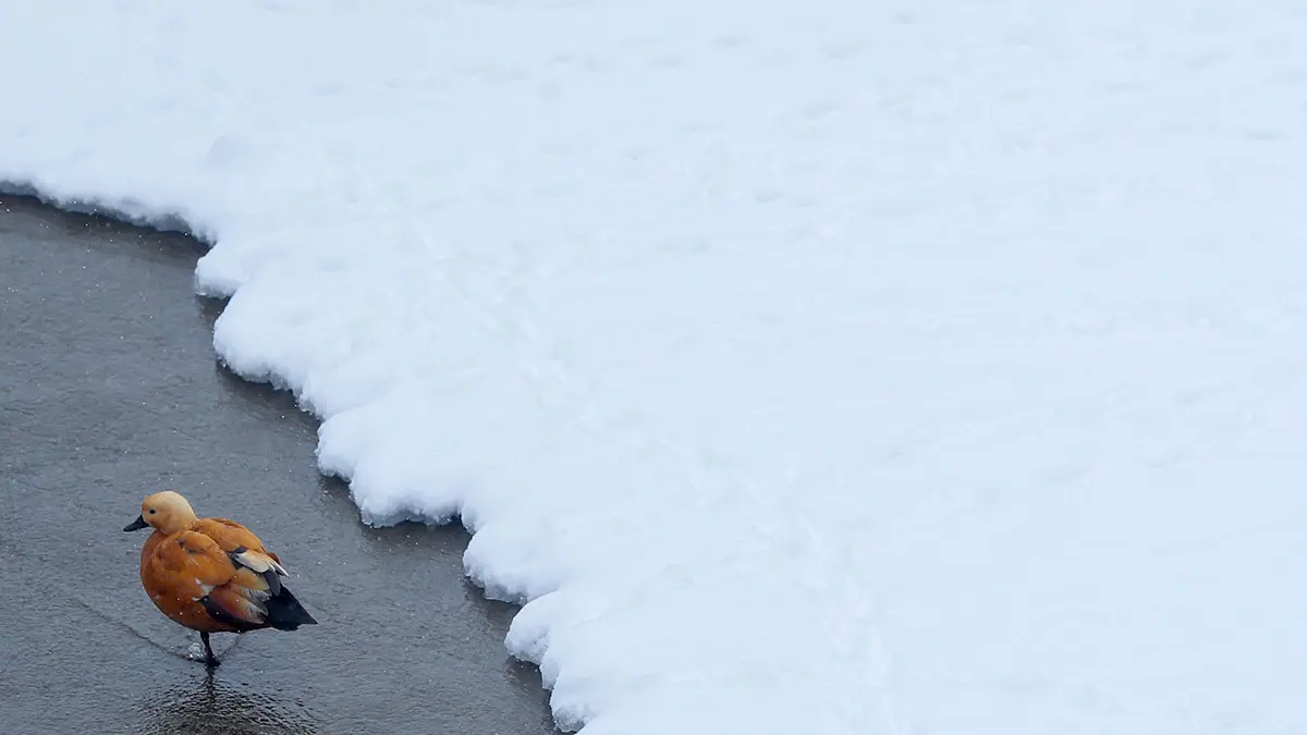 Когда закончится снегопад в Москве 12 января