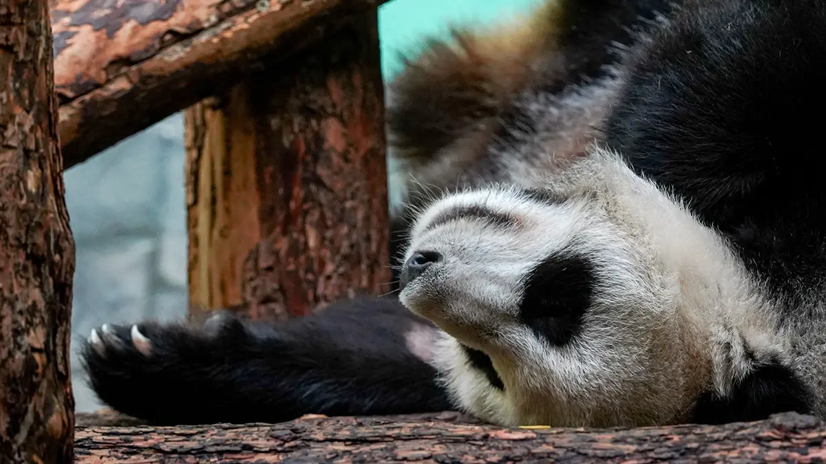Японцы прощаются с последними в стране пандами перед их возвращением в КНР