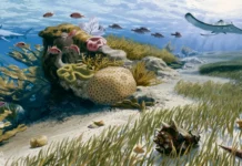 Потепление насытит океаны кислородом, поддержит морских обитателей poteplenie nasytit okeany kislorodom podderzhit morskih obitatelej-ekaterinburgu-ru-0