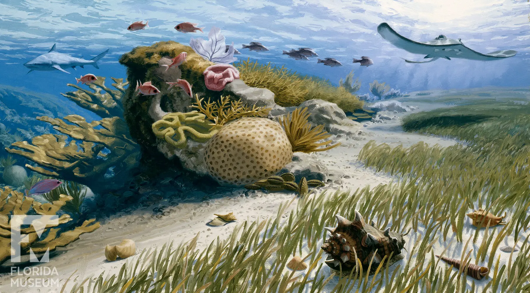 Потепление насытит океаны кислородом, поддержит морских обитателей-0