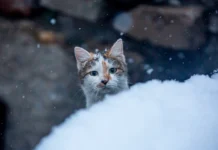 primgidromet prognoziruet do 35s i solncze vo vladivostoke i primore-ekaterinburgu-ru-0