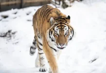 Приморский край принял двух тигров, спасённых центром «Амурский тигр» primorskij kraj prinyal dvuh tigrov spasyonnyh czentrom amurskij tigr-ekaterinburgu-ru-0