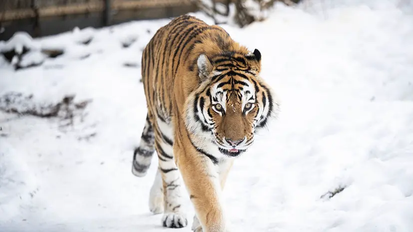 В Приморье двух тигров переместили в безопасную среду обитания