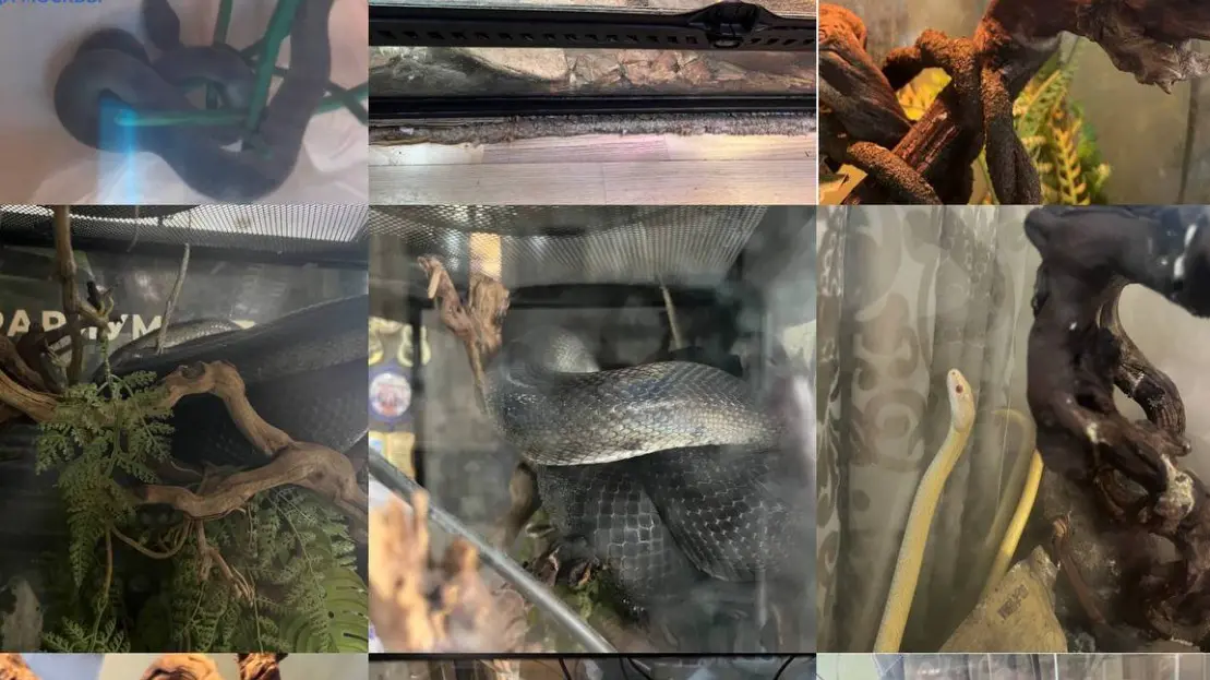 Прокуратура начала проверку после того, как змея укусила девочку в Москве