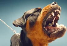 rotvejler v podmoskove  policziya i skr o detskoj bezopasnosti-ekaterinburgu-ru-0