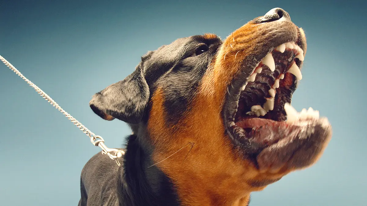 Полицейские нашли хозяина ротвейлера, покусавшего ребенка в Подмосковье