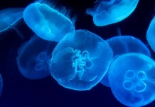 Туристы из России на Мальдивах и Кубе столкнулись с медузами turisty iz rossii na maldivah i kube stolknulis s meduzami-ekaterinburgu-ru-0