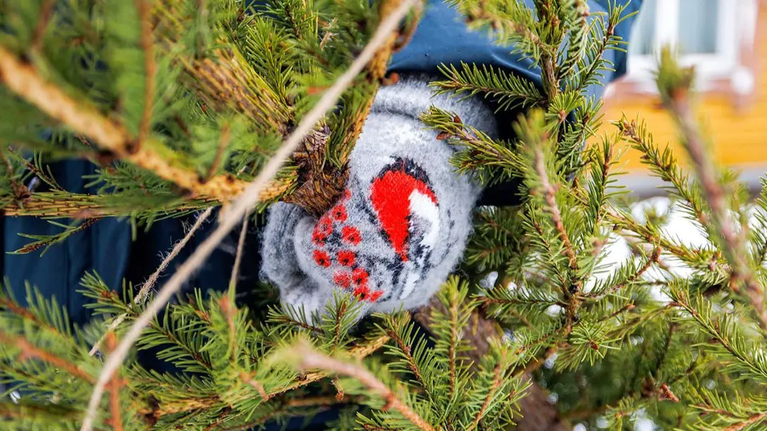 Москвичи получат городские баллы за участие в акции «Елочный круговорот»