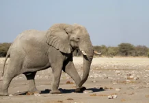 В Индии сообщают о диком слоне и тигре-людоеде, события в Чайбасе и Карнатаки v indii soobshhayut o dikom slone i tigrelyudoede sobytiya v chajbase i karnataki-ekaterinburgu-ru-0