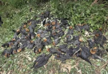 Волонтеры Австралии борются с жарой и пластиком, спасая летучих лисиц volontery avstralii boryutsya s zharoj i plastikom spasaya letuchih lisicz-ekaterinburgu-ru-0