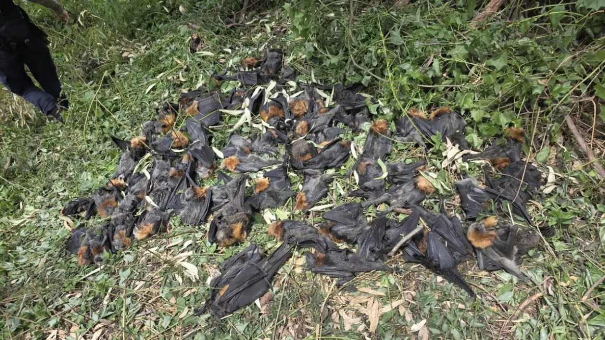 Тысячи летучих лисиц погибли из-за «черной жары» в Австралии