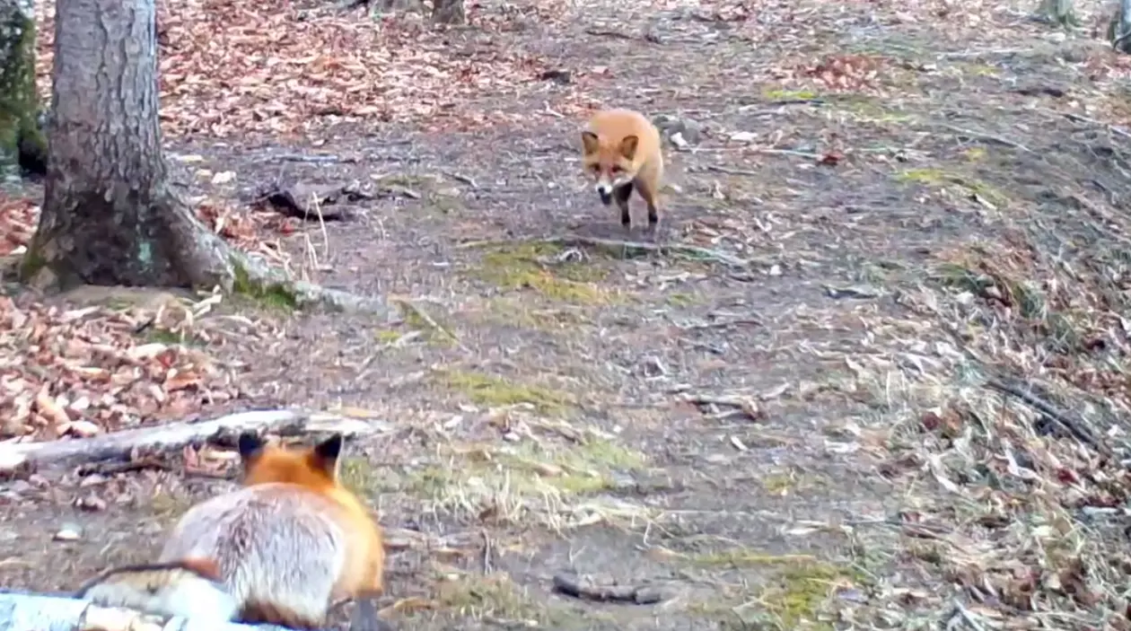 Беззаботный игры лисиц Скриншот видео фотоловушки национального парка "Земля леопарда"