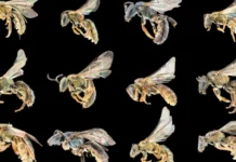 Энтомологи обнаружили 25 000 видов пчел — это невероятно! entomologi obnaruzhili 25 000 vidov pchel eto neveroyatno-ekaterinburgu-ru-0