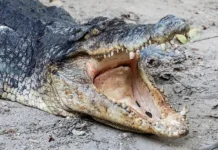 Одиши: Агни Утсав Пурнима укрепляет мир крокодилов Бхитарканики odishi agni utsav purnima ukreplyaet mir krokodilov bhitarkaniki-ekaterinburgu-ru-0