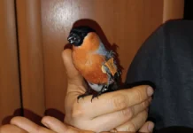 Снегирь Гришка обрёл крылья благодаря Михаилу Гладкову в Ступино snegir grishka obryol krylya blagodarya mihailu gladkovu v stupino-ekaterinburgu-ru-0