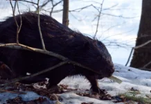 bobrovye plotiny  chast uglerodnogo czikla i hraneniya parnikovyh gazov-ekaterinburgu-ru-0
