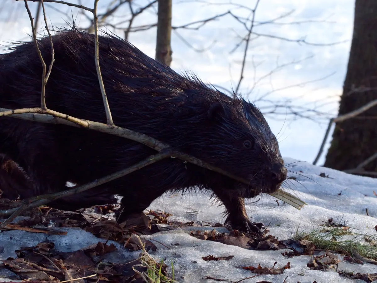 Бобровые плотины  часть углеродного цикла и хранения парниковых газов-0