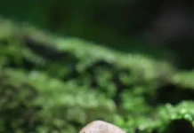 BugOut и Google: GreenVI успешно применяет Wolbachia против комаров i uspeshno primenyaet protiv komarov-ekaterinburgu-ru-0