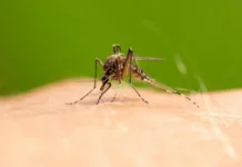 rannie komary gemotest soobshhil o zashhite ot nasekomyh-ekaterinburgu-ru-0