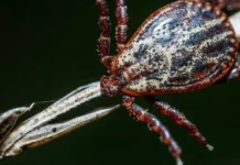 Ученые Роспотребнадзора: клещи Hyalomma в Москве не выживут uchenye rospotrebnadzora kleshhi v moskve ne vyzhivut-ekaterinburgu-ru-0