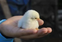 czyplyata iz bristolskogo universiteta raduyutsya zabote lyudej-ekaterinburgu-ru-0