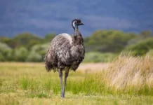 enn edvards i neobychnaya vstrecha s emu po klichke pikasso v tennessi-ekaterinburgu-ru-0