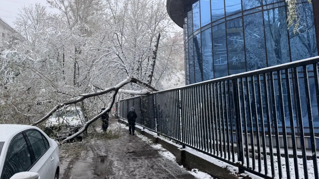 Поваленные сильным ветром деревья оперативно распиливают и вывозят в Москве