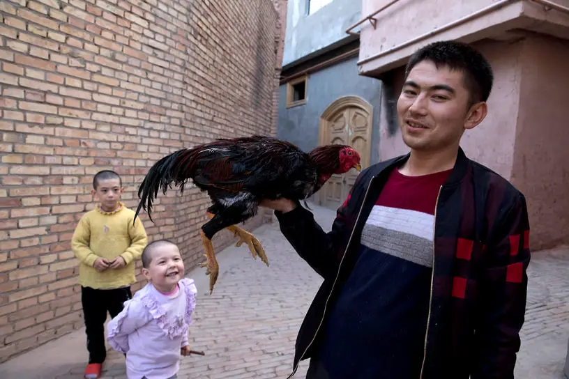 Куры китайской шелковой породы становятся популярными питомцами-0