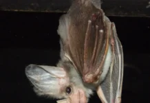 letuchie myshi zapada sidneya osvoyat sozdanie dialektov-ekaterinburgu-ru-0