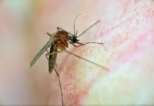 malyarijnye komary i globalnoe poteplenie na kubani vzglyad pozitivnyj-ekaterinburgu-ru-0